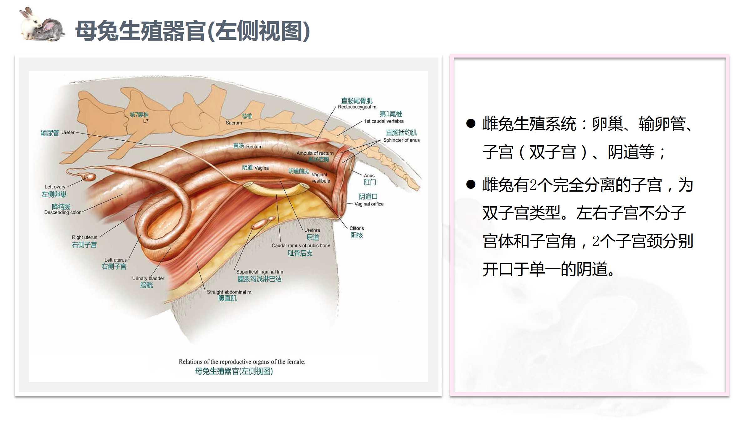 兔子解剖图 子宫图片